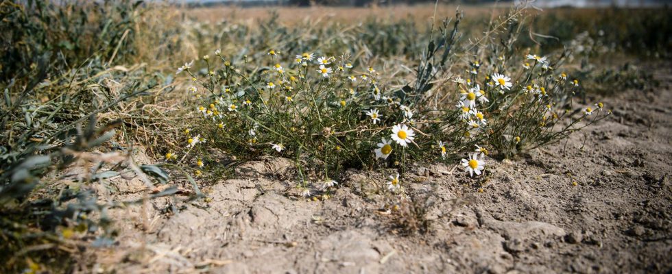 Farmers are worried about the drought