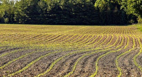 Food for Thought Crop growth begins with seed germination