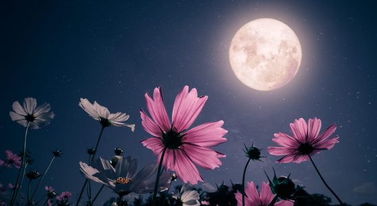 Full moon 2023 which astrological signs are impacted by its