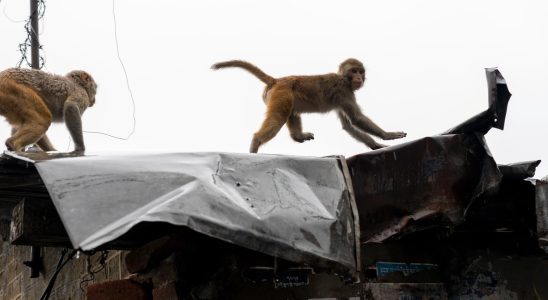 Global network tortures and kills monkeys online