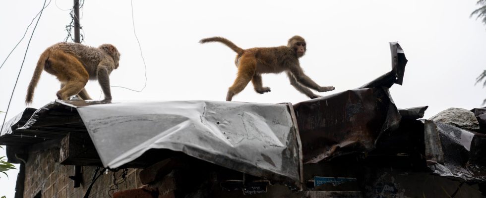 Global network tortures and kills monkeys online