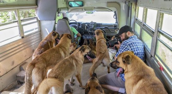 Haldimand filmmaker chronicles Norfolk mans Bark Bus