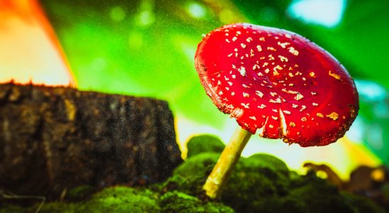 Hallucinogenic mushroom names effects what are the dangers