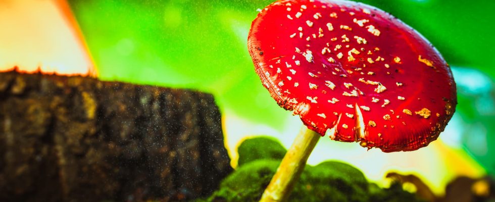 Hallucinogenic mushroom names effects what are the dangers