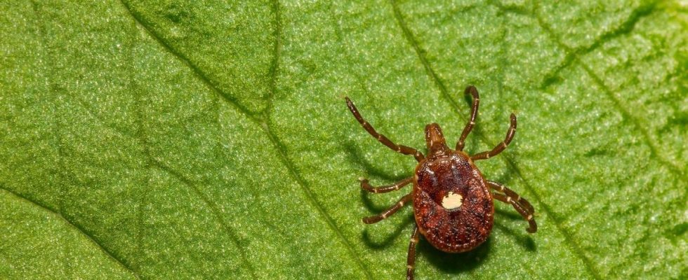 He becomes allergic to meat after a tick bite