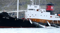 Iceland freezes whaling until at least the end of August