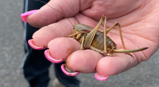 Insects invade city Crawling in the body