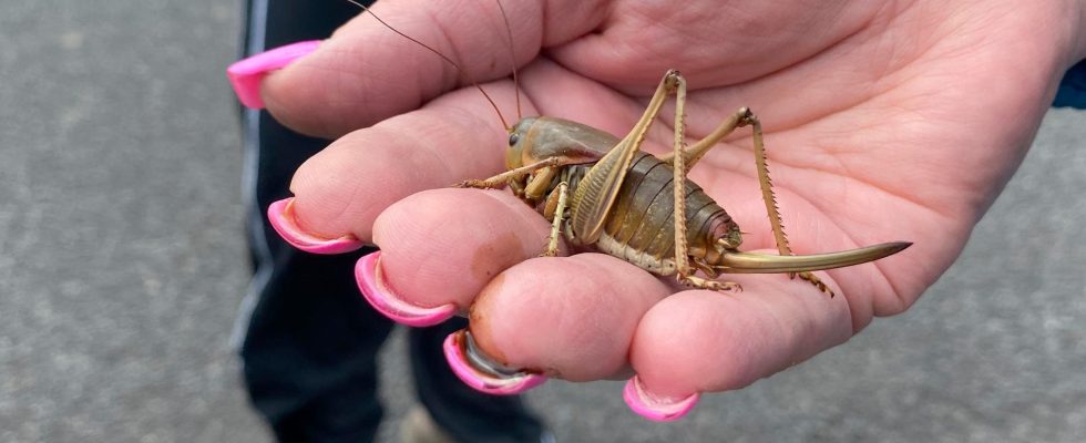 Insects invade city Crawling in the body