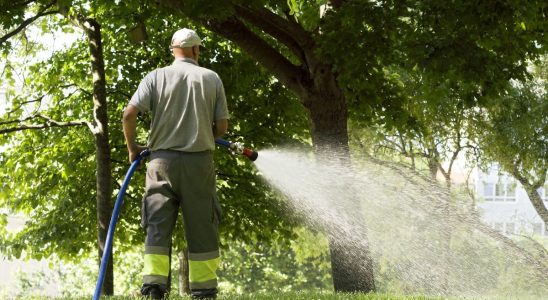 Invasion of rats In Paris gardeners want to be vaccinated