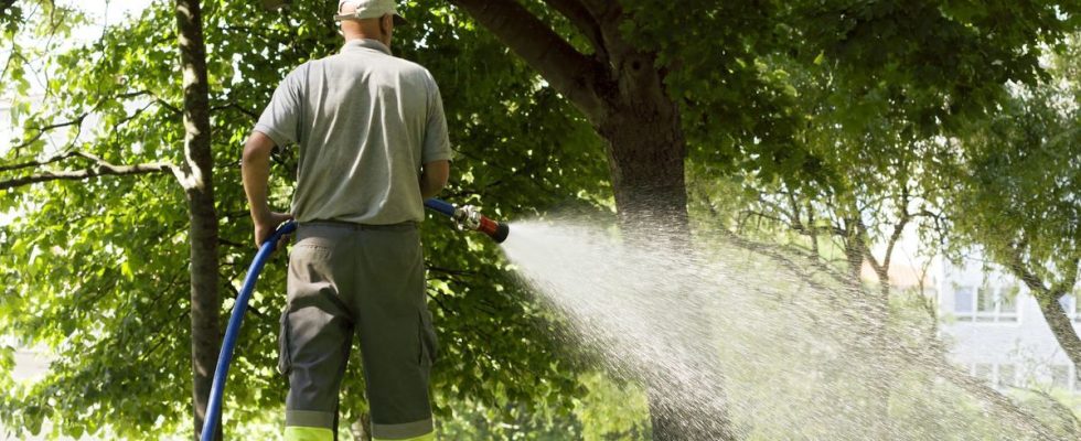 Invasion of rats In Paris gardeners want to be vaccinated