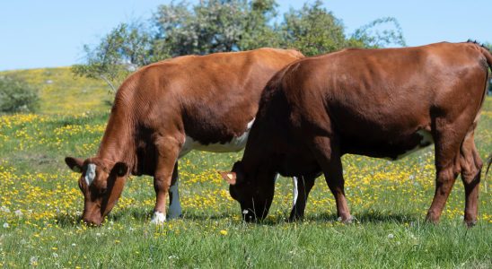 Invisible fences are tested on cows