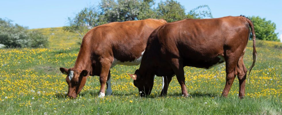 Invisible fences are tested on cows