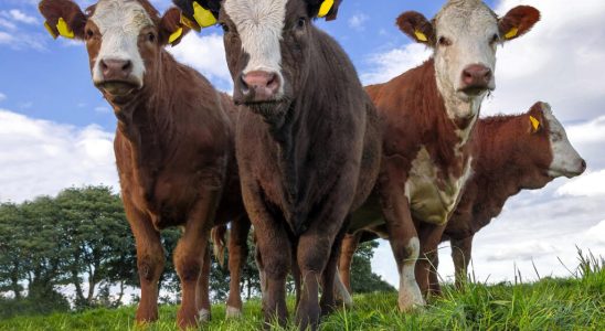 Ireland wants to slaughter 200000 cows to meet its climate