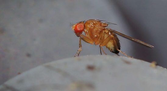 It tastes like vinegar An Asian midge colonizes French cherries