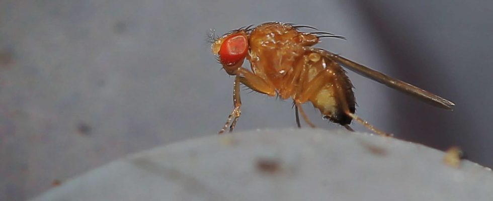 It tastes like vinegar An Asian midge colonizes French cherries