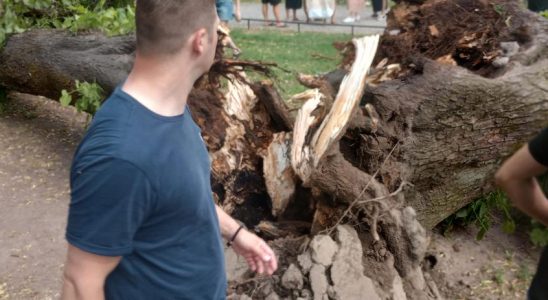 Latest news Two trees fell in the middle of