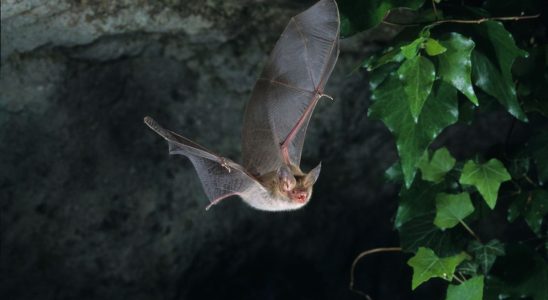 Leaving bats alone a solution to prevent future pandemics