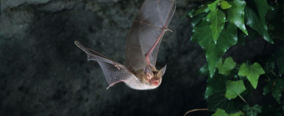 Leaving bats alone a solution to prevent future pandemics