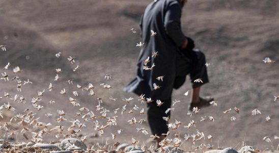 Locusts torment in Afghanistan of hunger