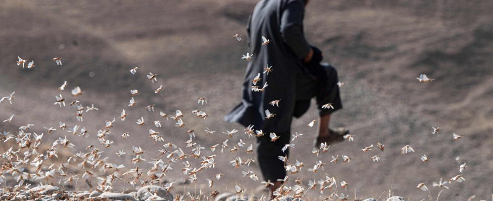 Locusts torment in Afghanistan of hunger