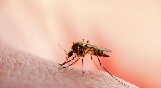 Malaria returns to the United States after 20 years without