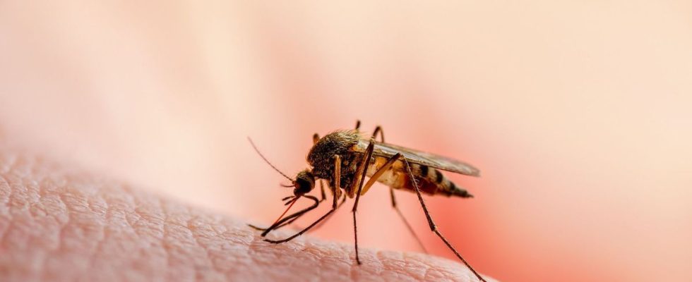 Malaria returns to the United States after 20 years without