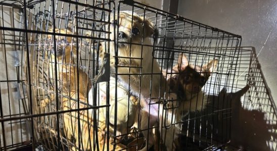 More than thirty neglected dogs and cats found in a