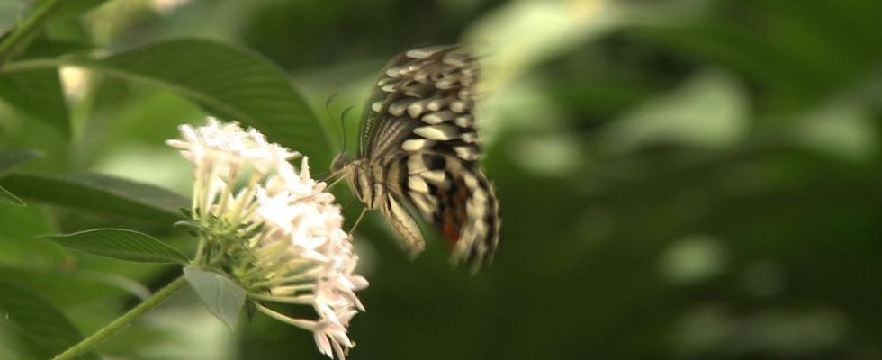 Restoration of nature why the European bill worries so much