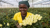 Ruth Kagwiria picks Fair Trade roses for 40 cents an