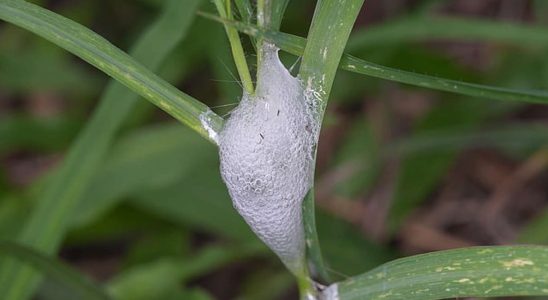 Scientists are sounding the alarm over this foamy substance found