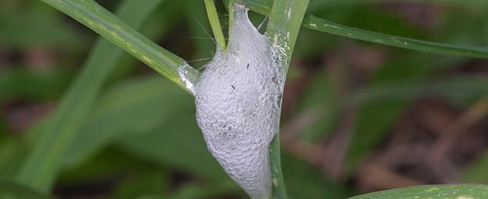 Scientists are sounding the alarm over this foamy substance found