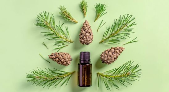 Scots pine essential oil virtues uses