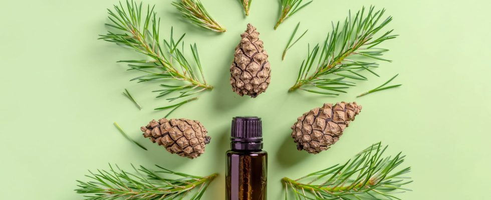 Scots pine essential oil virtues uses