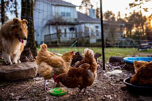 St Thomas politicians heed experts avian flu warning halt backyard