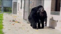 The 28 year old chimpanzee got scared after getting outdoors for the