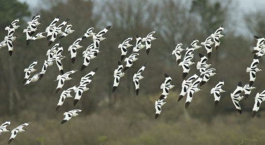 The Teich reserve a gem for bird watchers