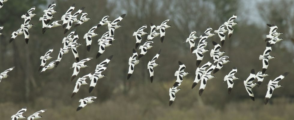 The Teich reserve a gem for bird watchers