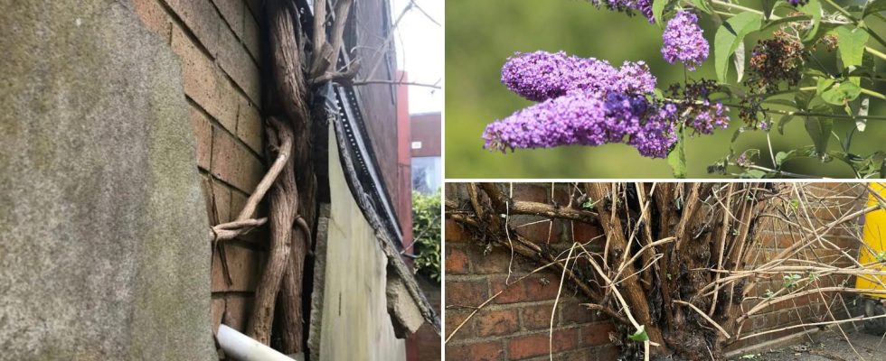 This plant thats blooming right now is actually invasive and