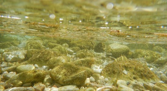 This toxic algae proliferates on the beaches it can ruin