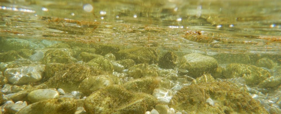 This toxic algae proliferates on the beaches it can ruin