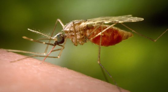 To limit mosquito bites some soap flavors are preferable to