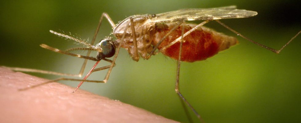 To limit mosquito bites some soap flavors are preferable to