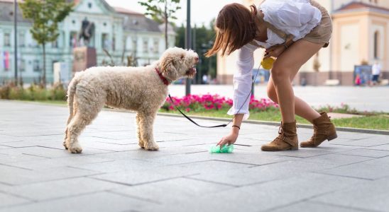 Unpicked dog droppings would be dangerous for our health