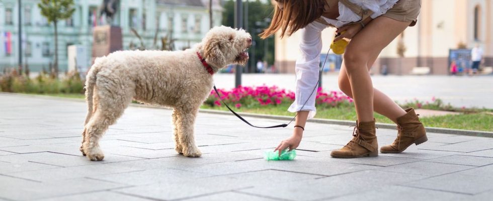 Unpicked dog droppings would be dangerous for our health