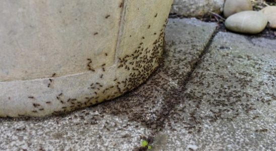 Utrecht exterminators have their hands full with the ant Nests