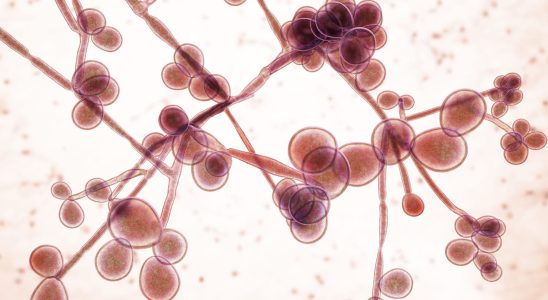 What is candida albicans