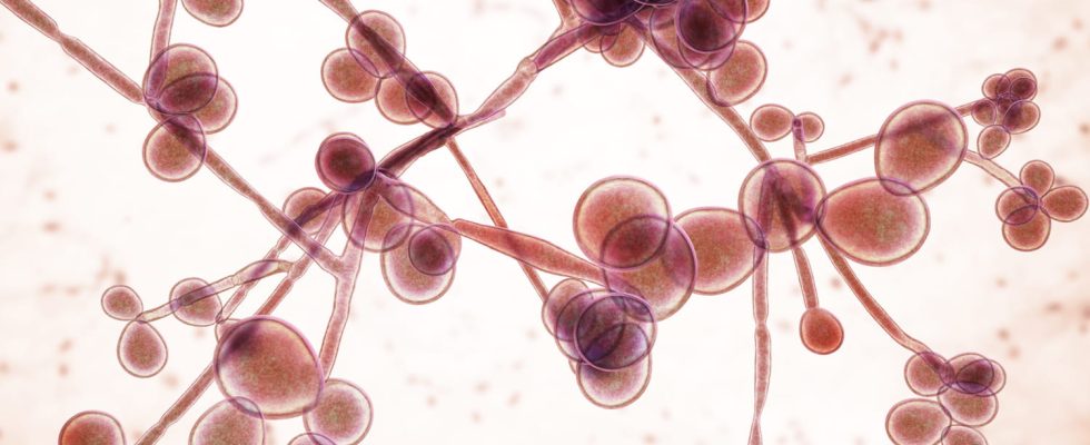 What is candida albicans