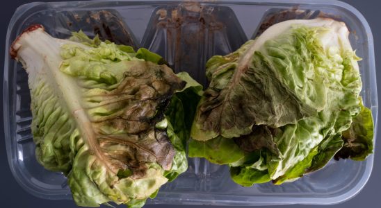 Why should you never throw away a withered lettuce Heres