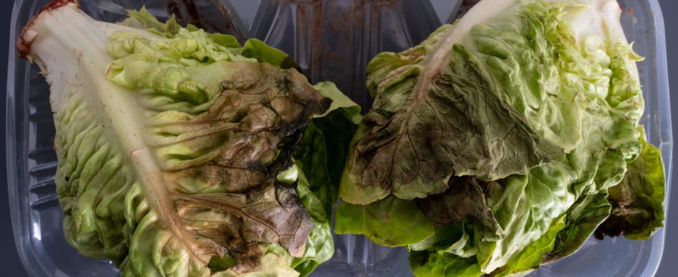 Why should you never throw away a withered lettuce Heres