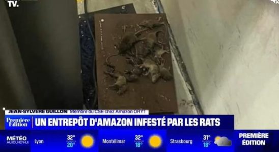 World giant Amazons food warehouse is under rat invasion Were